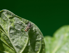 Sarcophagidae