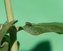 Sarcophagidae