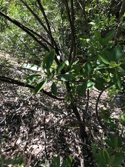 Acacia leptostachya