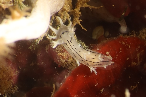 Candiella striata
