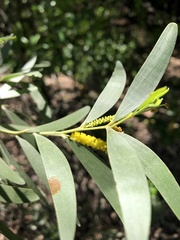 Acacia leptostachya
