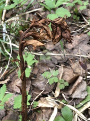 Orobanche krylowii