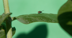 Sarcophagidae