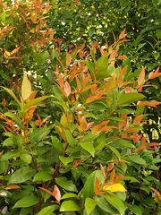 Syzygium myrtifolium