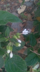 Clerodendrum trichotomum