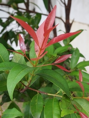 Syzygium myrtifolium