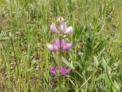 Lupinus hispanicus