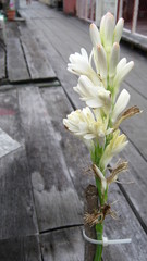 Polianthes tuberosa
