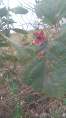 Clerodendrum trichotomum