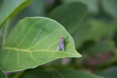 Sarcophagidae