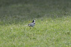 Motacilla alba