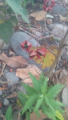 Clerodendrum trichotomum