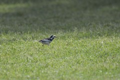 Motacilla alba