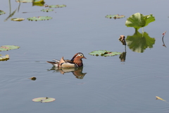 Aix galericulata