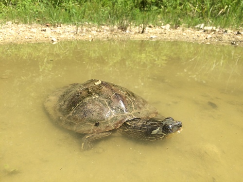 Alabama Map Turtle