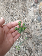 Euphorbia taurinensis
