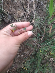 Hippocrepis ciliata