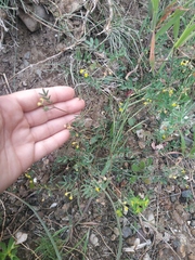 Hippocrepis ciliata