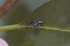 Opisthoncus grassator