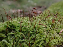 Sciuro-hypnum starkei
