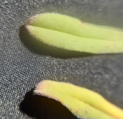 Buglossoides incrassata