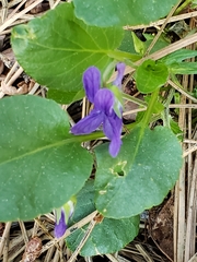 Viola adunca adunca