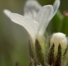 Buglossoides incrassata