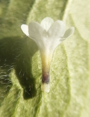 Buglossoides incrassata