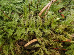 Sciuro-hypnum starkei