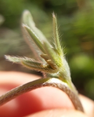 Buglossoides incrassata