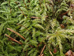 Sciuro-hypnum starkei