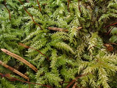 Sciuro-hypnum starkei