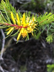 Persoonia acerosa