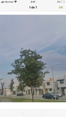 Quercus
