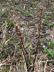 Orobanche krylowii