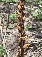 Orobanche krylowii
