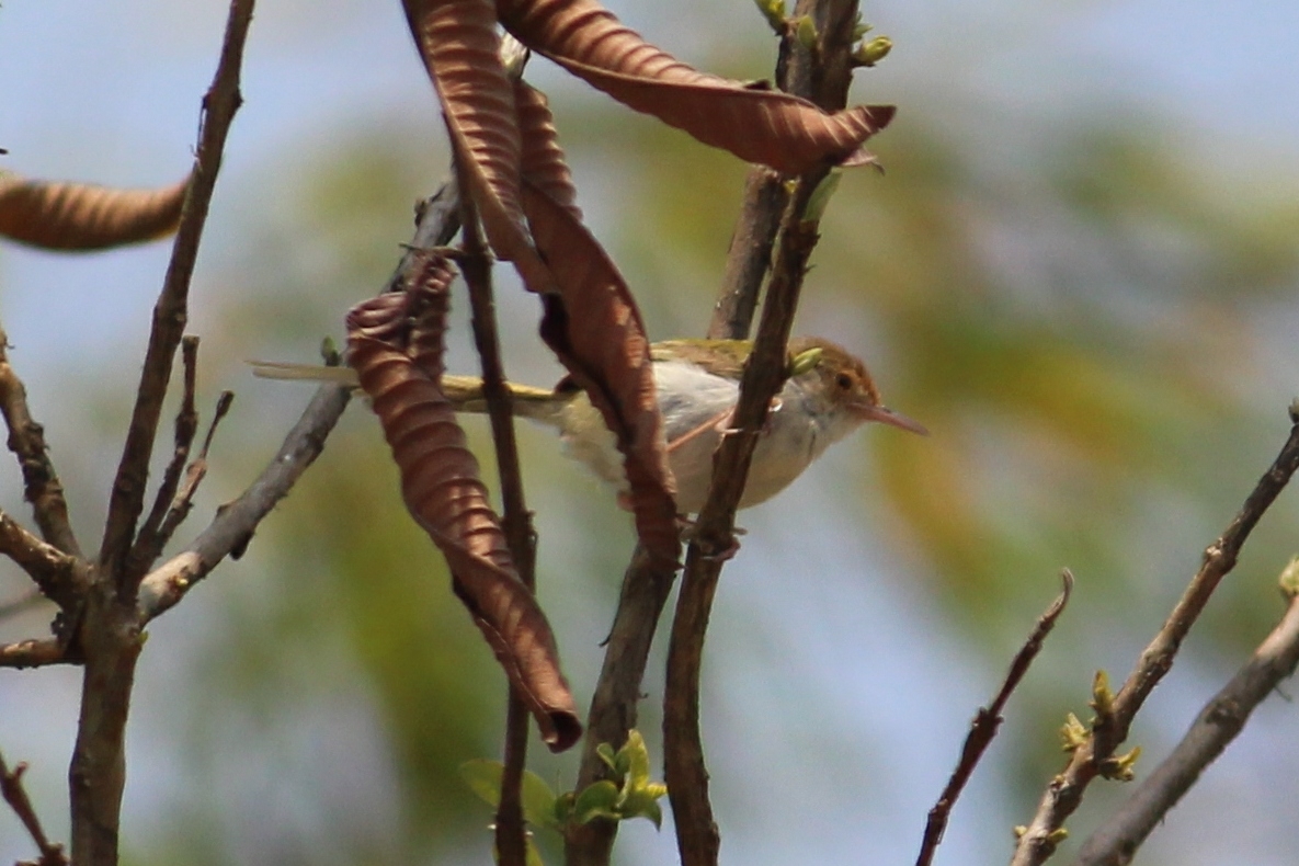 Common Tailorbird