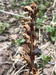 Orobanche krylowii