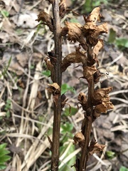 Orobanche krylowii