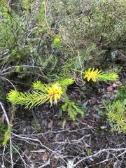 Persoonia acerosa