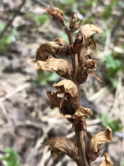 Orobanche krylowii