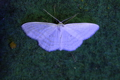 Scopula caricaria