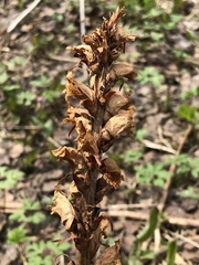 Orobanche krylowii
