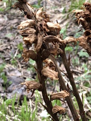 Orobanche krylowii