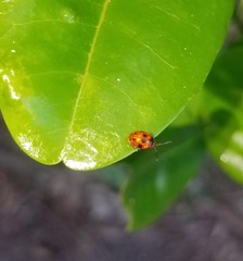 Tinosis decemmaculata