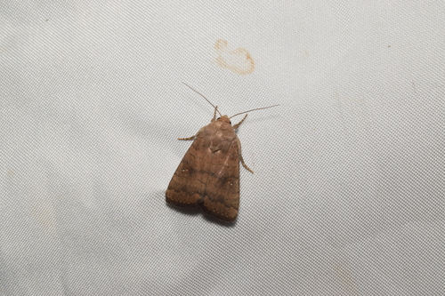 Athetis stellata