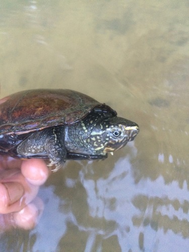Striped Mud Turtle