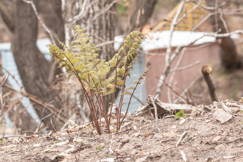 Athyrium rubripes (Athyrium rubripes)