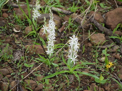 Chlorophytum borivilianum