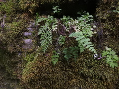 Cryptogramma stelleri